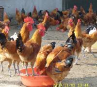 秀山清溪孵化場批發秀山土雞苗,鴨苗鵝苗 專欄