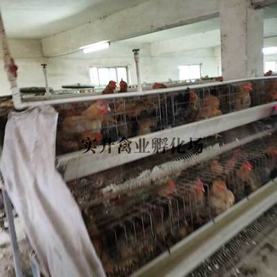 萊蕪肉雞苗批發價格