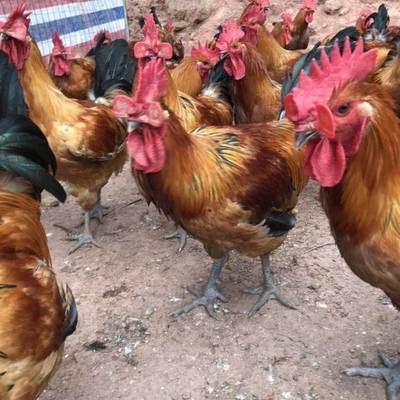 重慶萬州雞苗孵化場 四川綿陽家禽養殖基地 四川家禽孵化基地地址