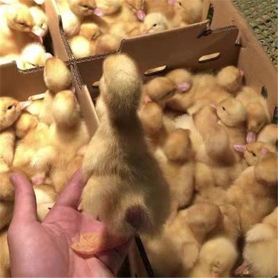 貴港覃塘雜交鴨苗孵化基地品種多 品類齊全 龍發家禽