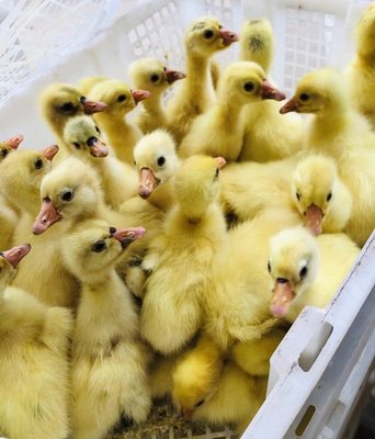 正規鵝苗家禽孵化場 出售優質除草白鵝品種雞鴨雛大種浙東小鵝