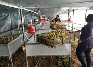 農業 商情資訊 全國各地行業資訊