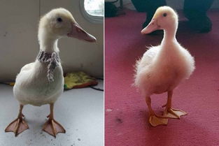 英國9個月小鴨子成網(wǎng)紅 facebook賬號已圈粉