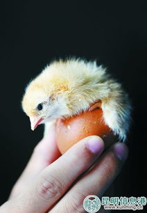 探訪云南最大蛋種雞繁殖基地 沐浴更衣進(jìn)雞舍