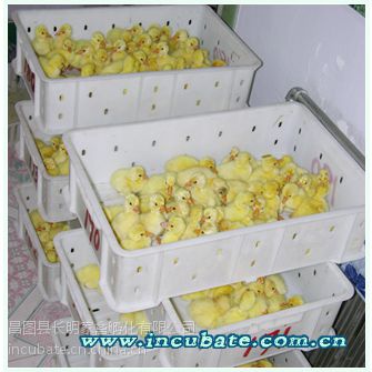 長明家禽孵化公司 鵝雛孵化,鵝苗批發(fā),鵝種蛋,七天受精蛋