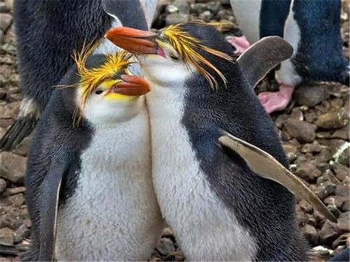 現(xiàn)代人類一夫一妻,曾經(jīng)普遍一夫多妻,這樣的轉(zhuǎn)變究竟是因為啥