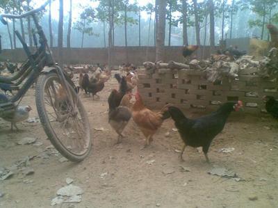 雞苗圖片|雞苗樣板圖|周口商水柴雞苗通許恒大禽業(yè)-恒大家禽孵化廠