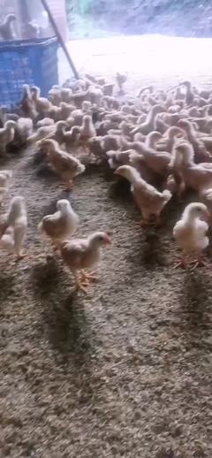 湖南衡陽衡南縣宏大家禽孵化場雞苗