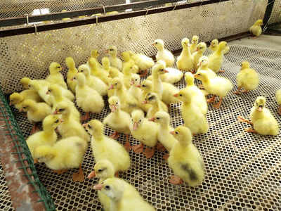 養(yǎng)育鵝苗,要學(xué)會引導(dǎo)它們飲水吃食,還要注意各種環(huán)境因素