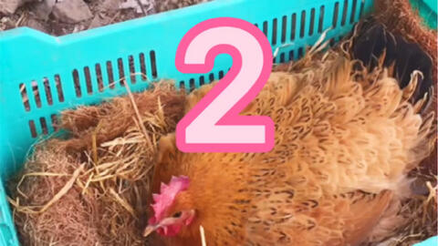 母雞孵化小雞全過(guò)程 家禽孵化中的母愛(ài)頌歌