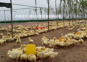 家禽孵化 現(xiàn)代農業(yè)的關鍵技術與實踐