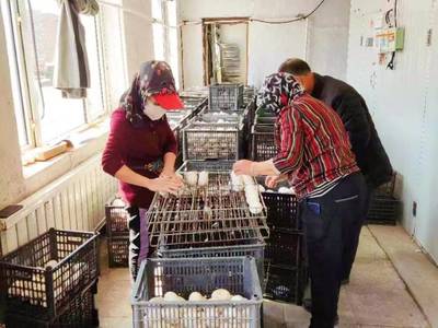 依安縣:白鵝唱響致富歌 家禽孵化引領鄉(xiāng)村振興