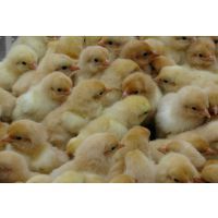 柴雞與柴雞苗市場(chǎng)行情分析 價(jià)格、批發(fā)與選購(gòu)指南