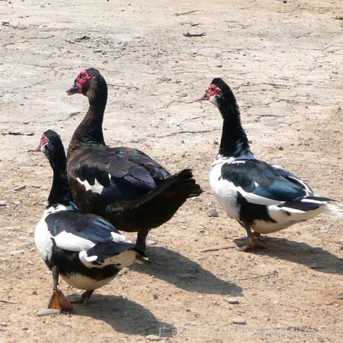 中國(guó)供應(yīng)商家禽孵化設(shè)備價(jià)格分析與市場(chǎng)趨勢(shì)