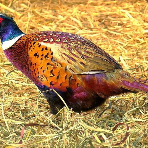 大種鵝苗價(jià)格表與家禽孵化指南