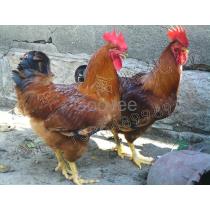 2018年?yáng)|莞土雞蛋廠(chǎng)商批發(fā)與報(bào)價(jià)及家禽孵化服務(wù)概覽