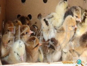 供應(yīng)土雞苗 東鄉(xiāng)海旺家禽孵化廠(chǎng)提供純正公苗母苗及市場(chǎng)指導(dǎo)價(jià)