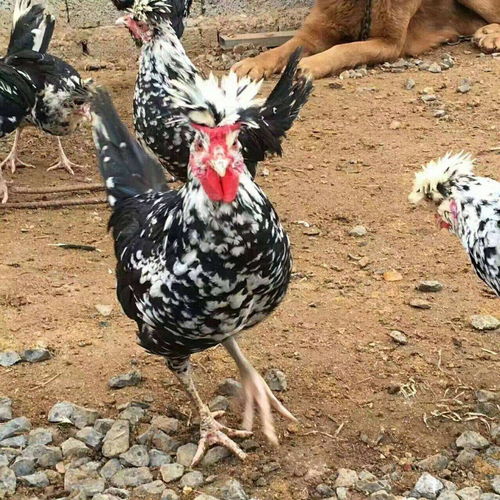 貴妃雞苗市場(chǎng)概況與孵化廠(chǎng)家分析