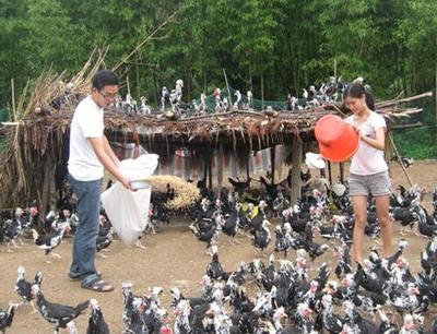 貴妃雞養(yǎng)殖第一人 '野味'成農(nóng)民致富新財(cái)路